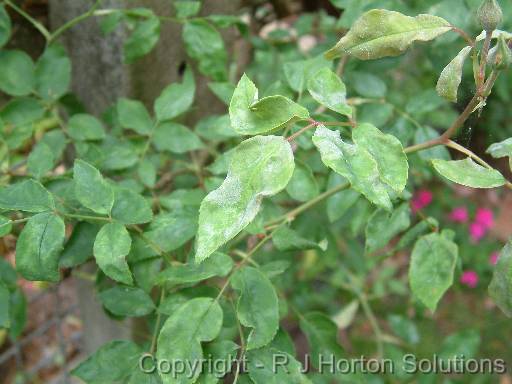 Powdery Mildew Rose 